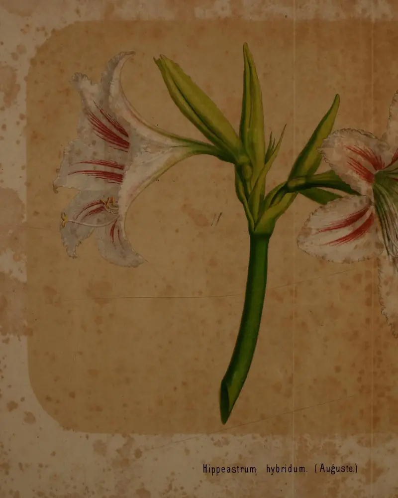 Hand coloured lithograph of a hybrid amaryllis in flower, one thick hollow scape topped by trumpet shaped blooms whose white petals are striped and feathered with red.