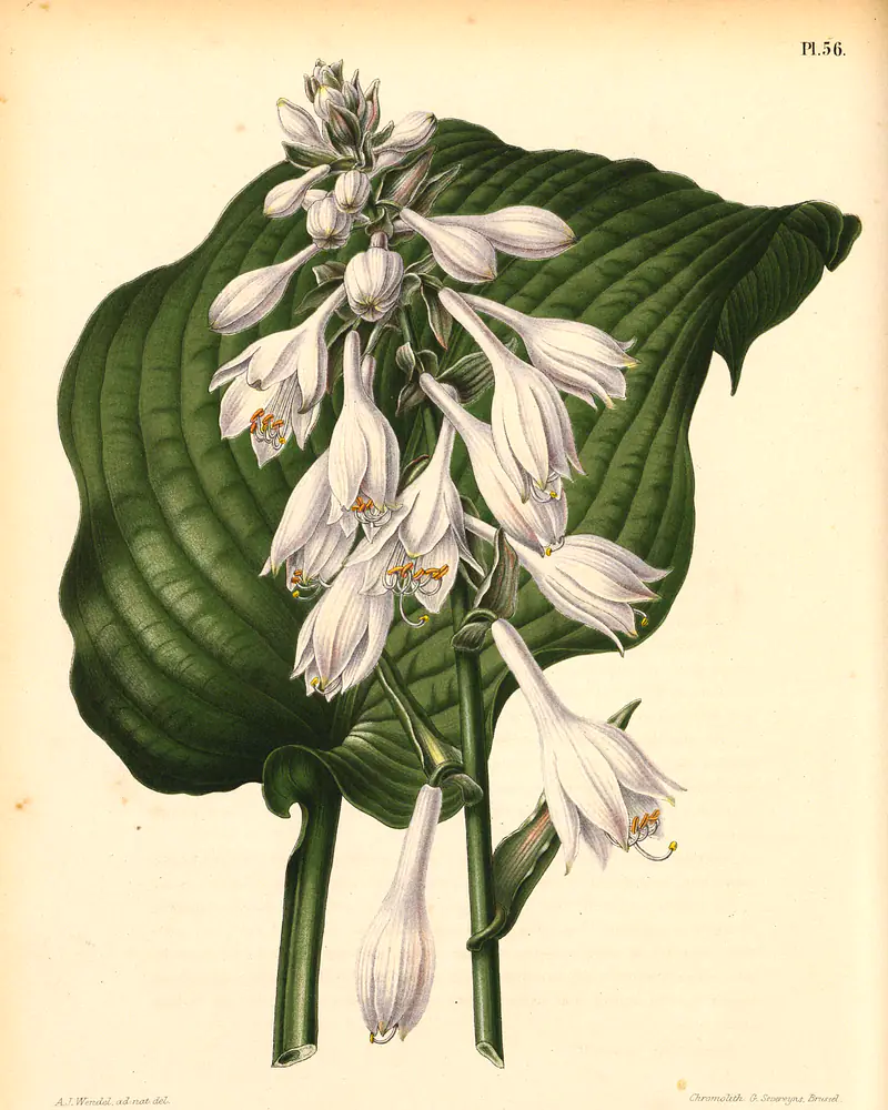 Hand coloured plate of a hosta in flower, showing broad ribbed heart shaped leaves behind an arching stem of pale funnel shaped blooms.