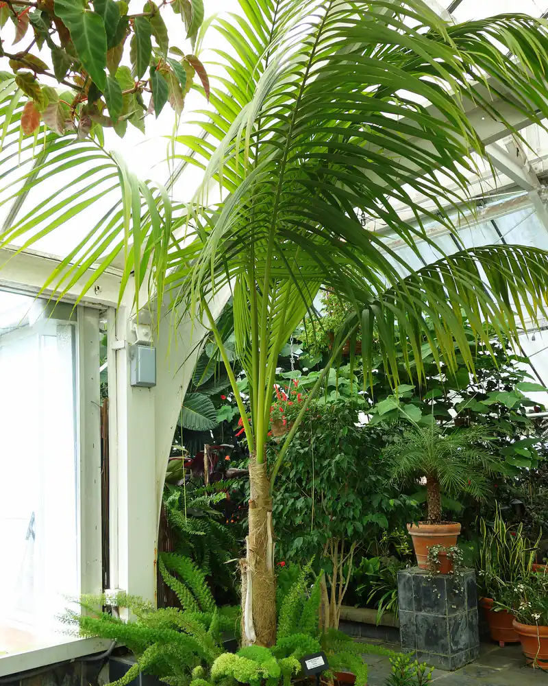 Photograph of a young kentia palm growing in a glasshouse bed, a single slender ringed trunk topped by arching feather shaped fronds.