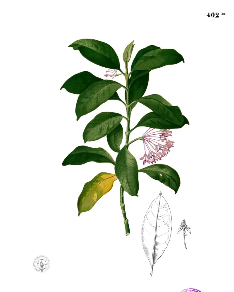 A hand coloured plate of Hoya carnosa showing the thick leaves and a cluster of star shaped flowers.