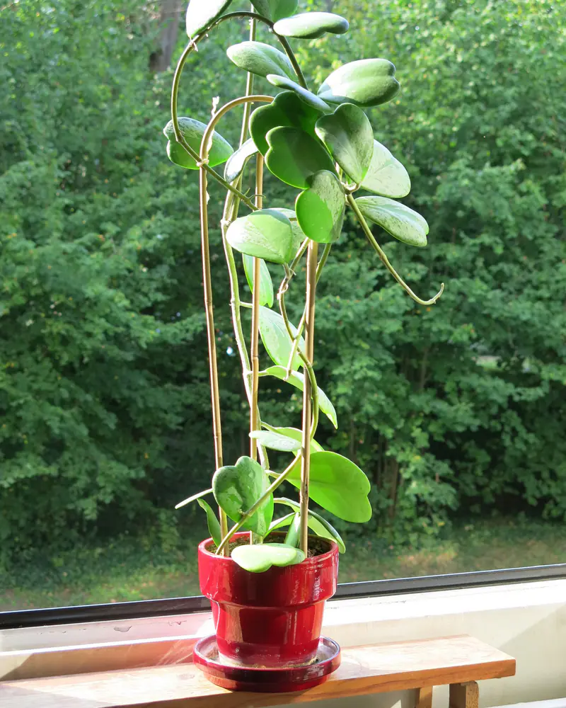 A photograph of a sweetheart hoya on a windowsill, its thick heart shaped leaves set in pairs along long arching stems rising from a small pot, with no flowers.