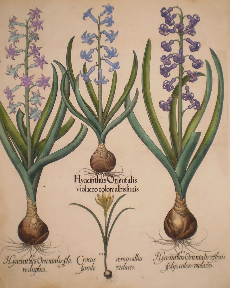 Hand coloured engraving of three hyacinth varieties in flower, each bulb drawn whole with its roots, strap shaped leaves and a dense spike of blue to violet bells, with a small white crocus between them.