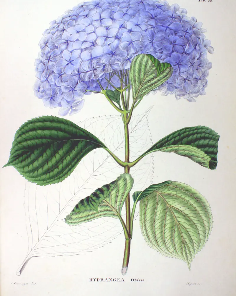 Hand coloured plate of a hydrangea shoot in flower, a rounded mophead of pale blue florets above stout paired leaves with toothed edges and sunken veins.