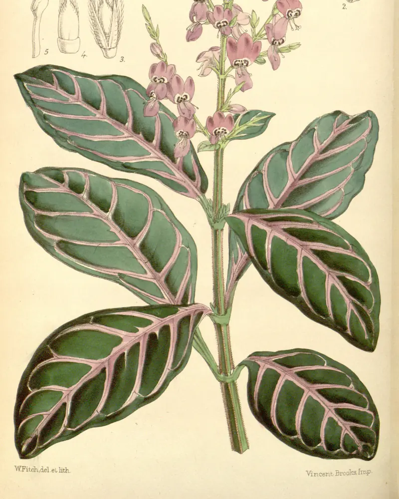 Hand coloured lithograph of a polka dot plant in flower, an upright stem of oval leaves veined in pink carrying a slender spike of small two lipped mauve flowers.