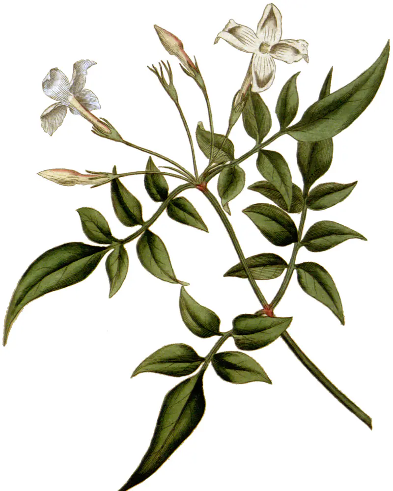 Hand coloured engraving of a common jasmine shoot in flower, a slender twining stem with pinnate leaves of narrow pointed leaflets and white star shaped blooms opening from pink tipped buds.