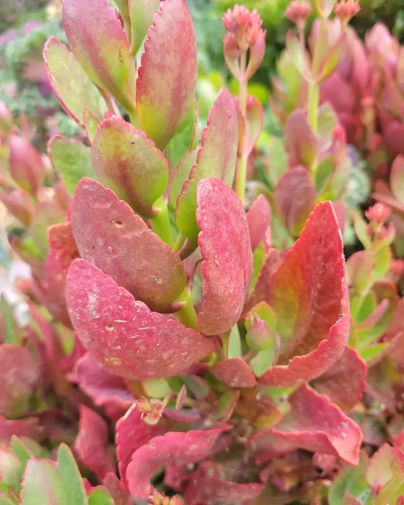 Photograph of a flaming Katy seen close up, a dense clump of thick scallop edged leaves flushed red over green with coral flower buds rising at the top.