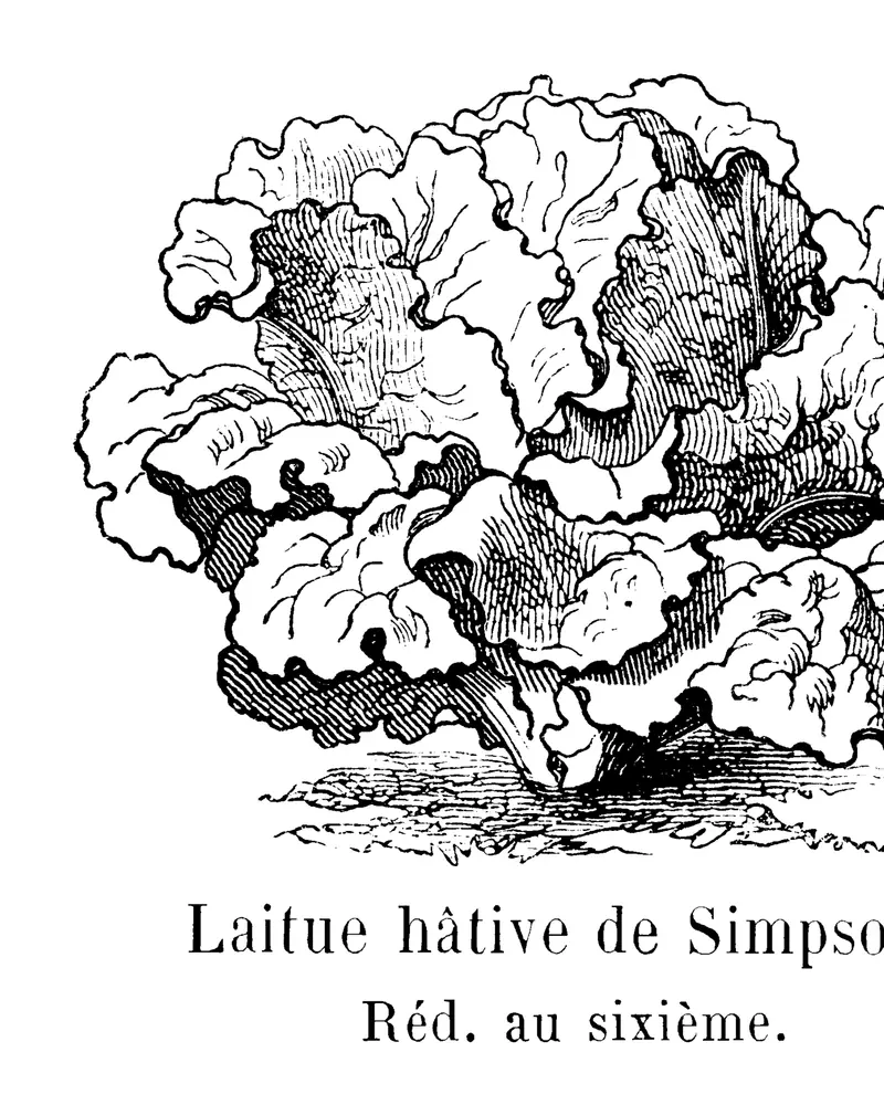 An engraving of Lactuca sativa showing a low open head of broad crinkled and frilled leaves spreading from a short stem.