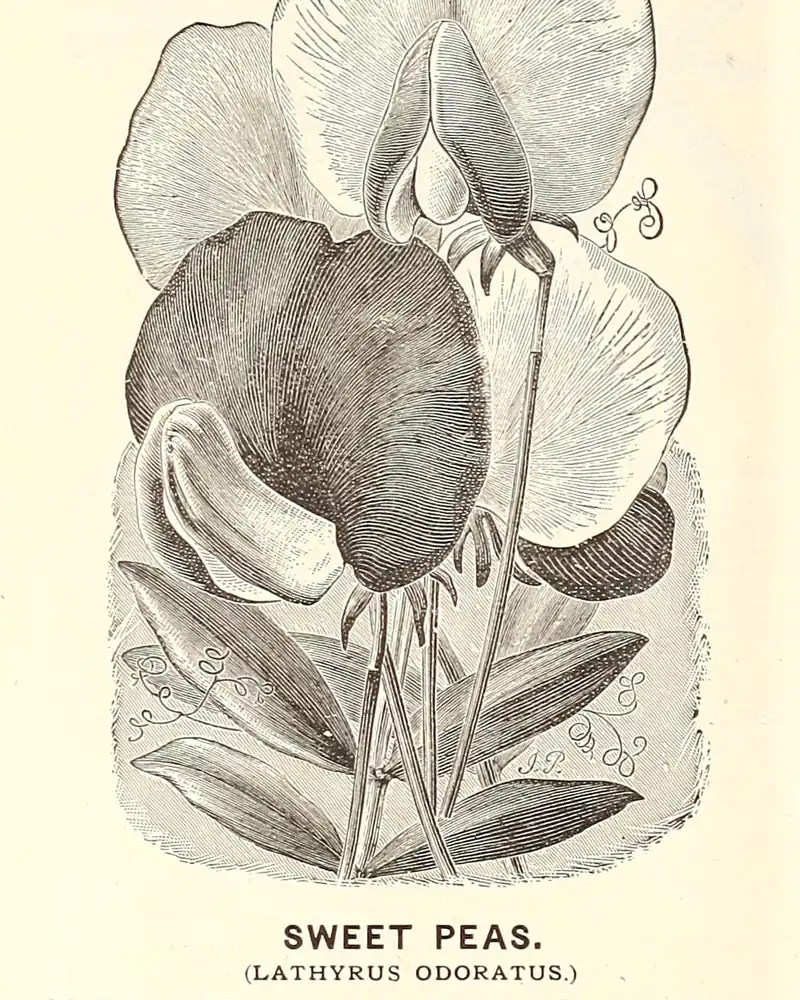 Wood engraving of a sweet pea in flower, slender stems with curling tendrils and narrow pointed leaves carrying several broad winged blooms.