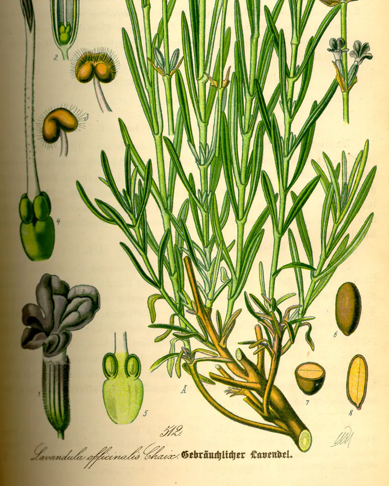 A hand coloured plate of Lavandula angustifolia showing the narrow leaves and the flower spike.