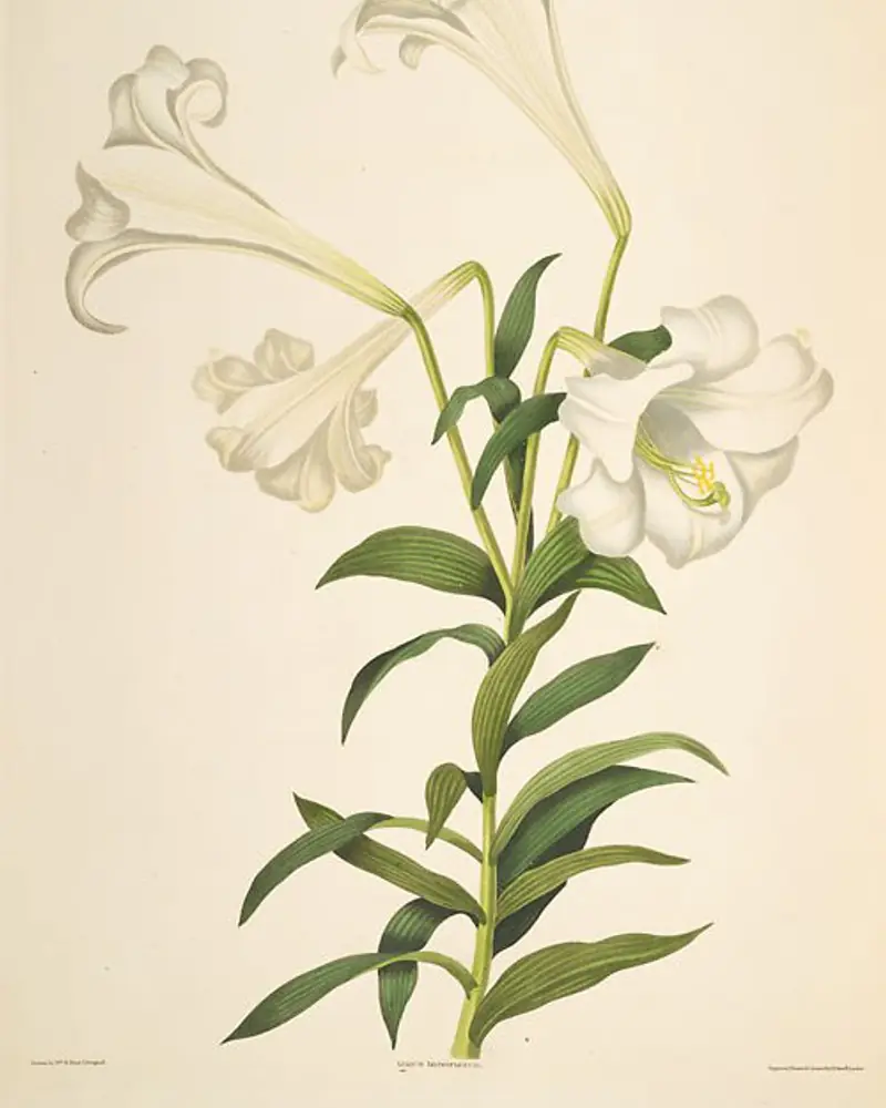 Hand coloured plate of an Easter lily in flower, an upright stem clothed in narrow glossy leaves and topped by long white trumpet blooms held almost horizontally.
