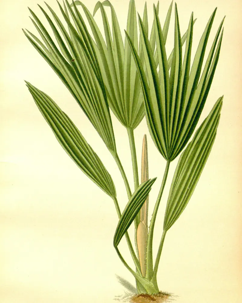 Hand coloured plate of a young Chinese fan palm not in flower, showing pleated fan shaped leaves carried on long slender stalks that rise from a short stout base.
