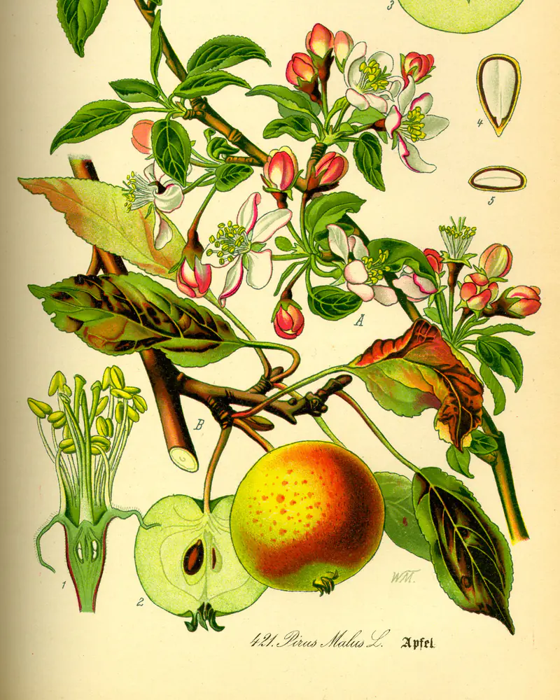 Chromolithograph of an apple in flower and in fruit, a branch of oval toothed leaves with clusters of white and pink blossom and one ripe red flushed apple shown whole and cut through.