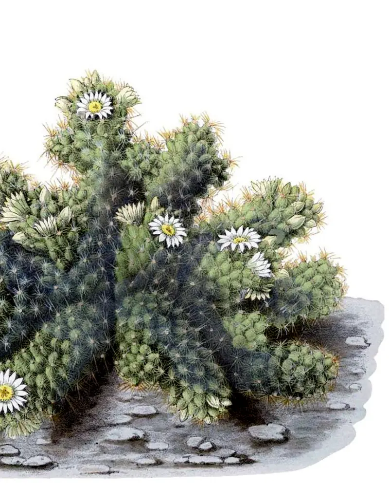 Hand coloured plate of a ladyfinger cactus in flower, a low clump of finger shaped stems covered in knobbly tubercles and short spines with open white blooms at the tips.
