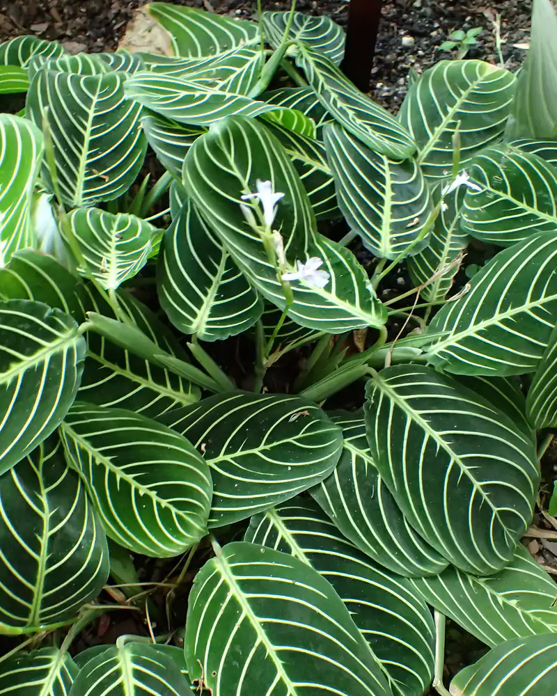 A photograph of Maranta leuconeura showing the broad oval leaves, dark green with pale herringbone veining, spreading in a low mass with a few small white flowers among them.