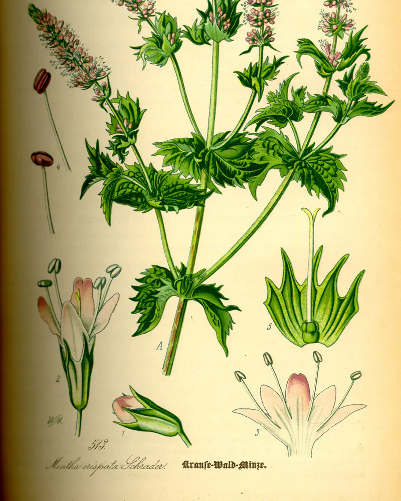 A hand coloured plate of Mentha spicata showing the toothed leaves and the spike of small flowers.