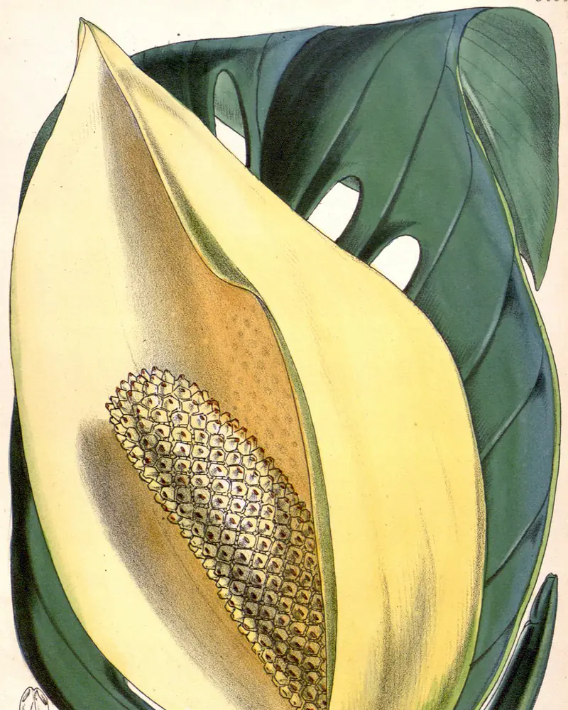 A hand coloured lithograph of a Swiss cheese vine in flower, a large cream spathe furled open around a knobbled spadix with one thick perforated leaf standing behind it.