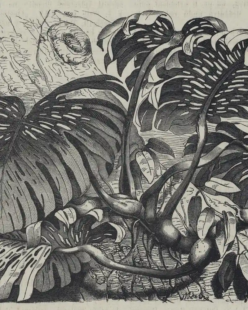 An engraving of Monstera deliciosa showing the split and holed leaves on a climbing stem.