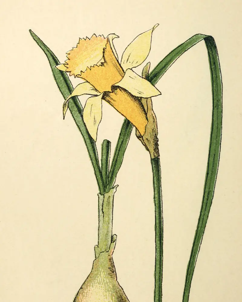 A hand coloured plate of a single daffodil drawn whole, from the papery bulb and its roots up through narrow strap leaves to one open yellow trumpet flower and a second still in bud.