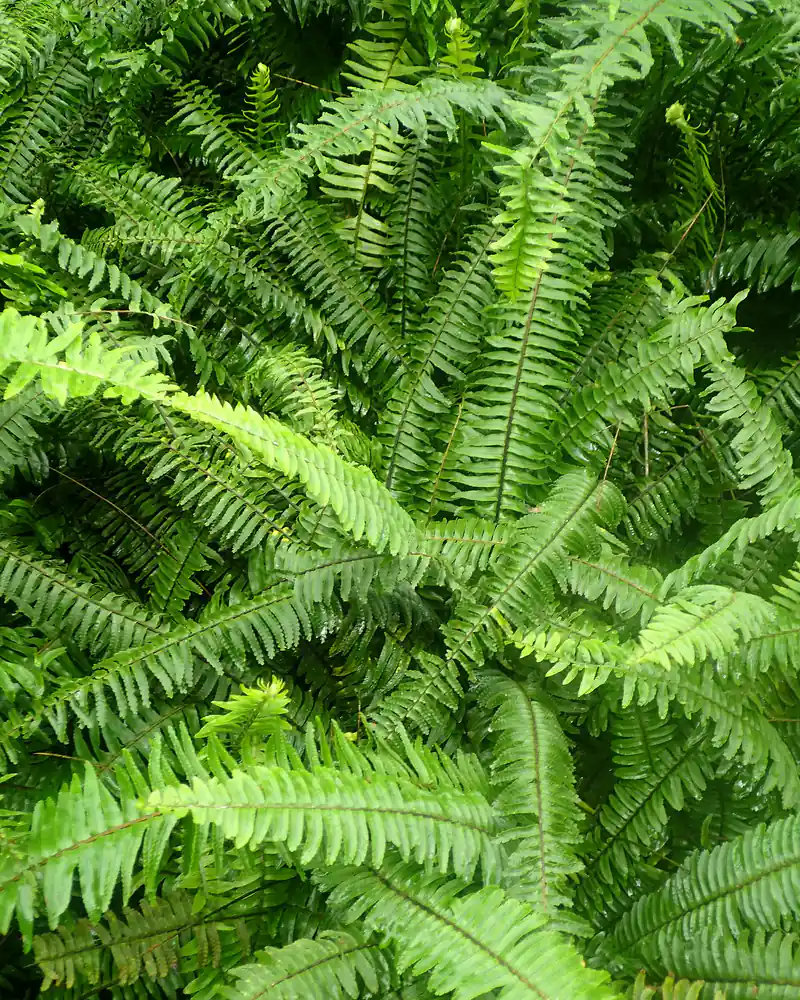 A photograph of a Boston fern showing a dense stand of long arching fronds, each divided into many narrow bright green segments.