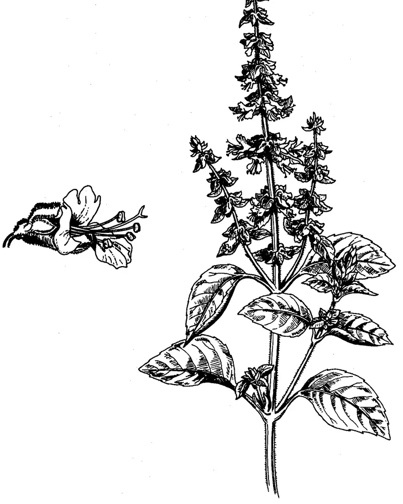 A line engraving of Ocimum basilicum showing the flowering spike and a single flower enlarged.