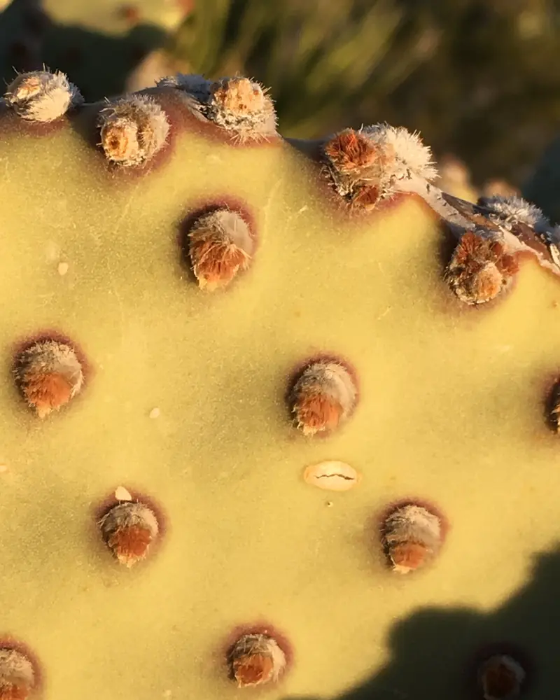 A close photograph of a single pale green bunny ears cactus pad, not in flower, its spineless surface studded with evenly spaced areoles of rust coloured glochids.