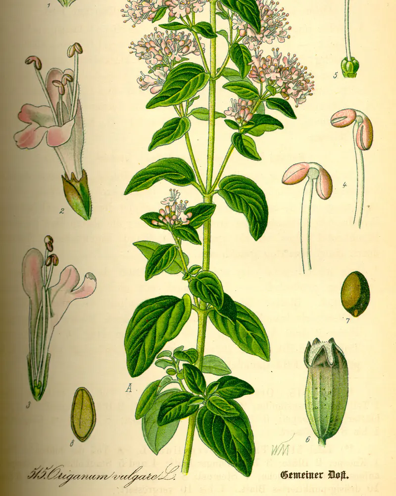 A hand coloured plate of an upright oregano stem in flower, carrying paired oval leaves and loose branching heads of small pale pink blooms, flanked by separate studies of one flower and the seed.