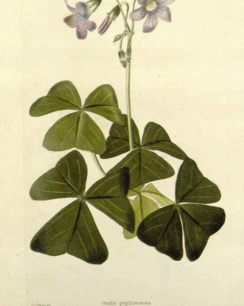 A hand coloured engraving of a purple shamrock in flower, a low clump of long stalked leaves each of three broad triangular leaflets beneath a slender stem of pale lilac blooms.