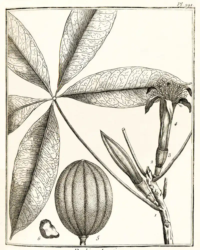 An uncoloured engraving of a money tree branch in flower, with one palmate leaf of five long leaflets spread from a single point, a tubular flower above and a large ribbed fruit drawn beside it.