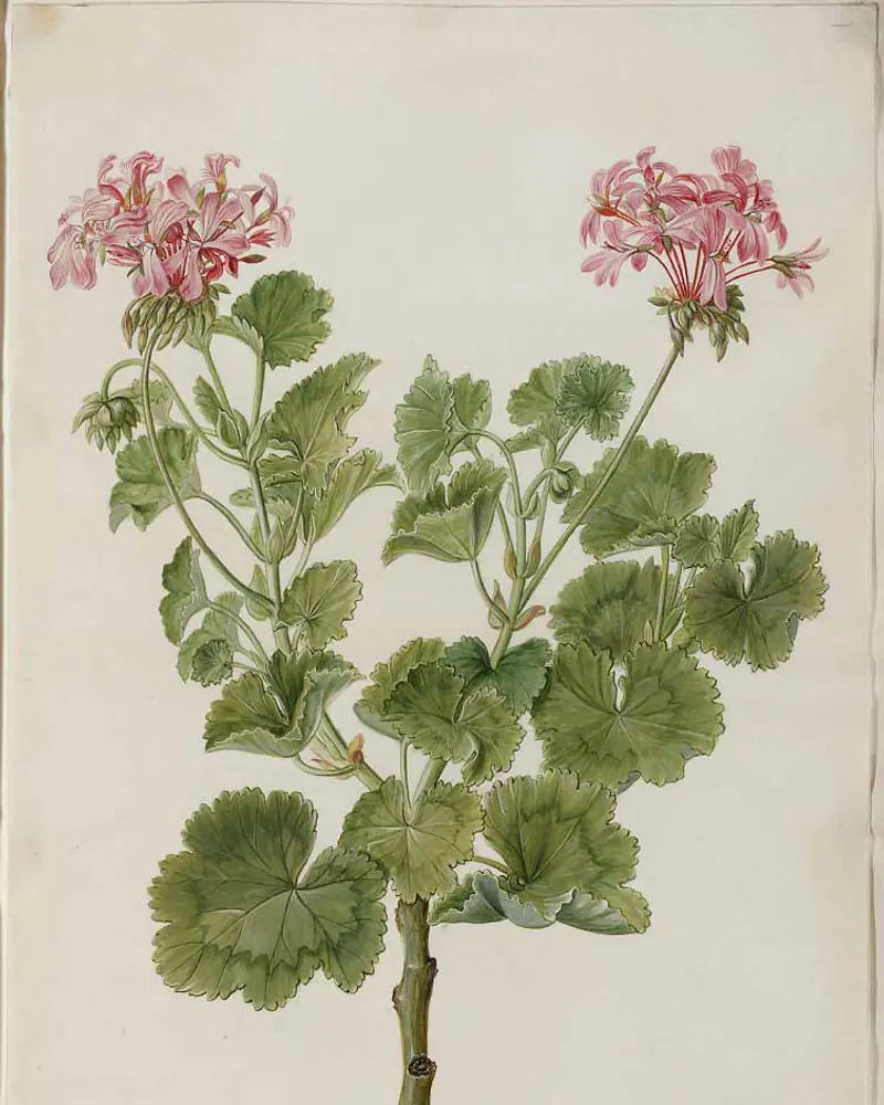 A hand coloured plate of a zonal geranium in flower, a jointed woody stem carrying rounded scalloped leaves and two long stalked heads of pink blooms.
