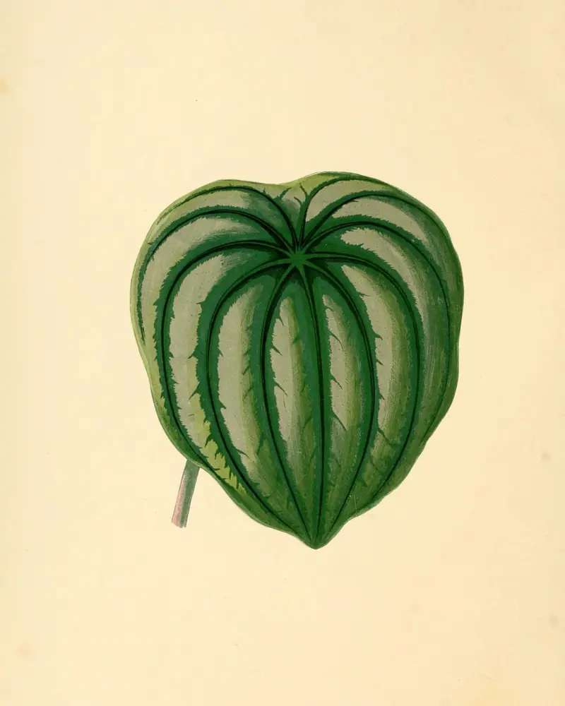A hand coloured plate of a single watermelon peperomia leaf, broad and heart shaped and not in flower, its dark green blade banded with silver between the veins that radiate from the stalk.