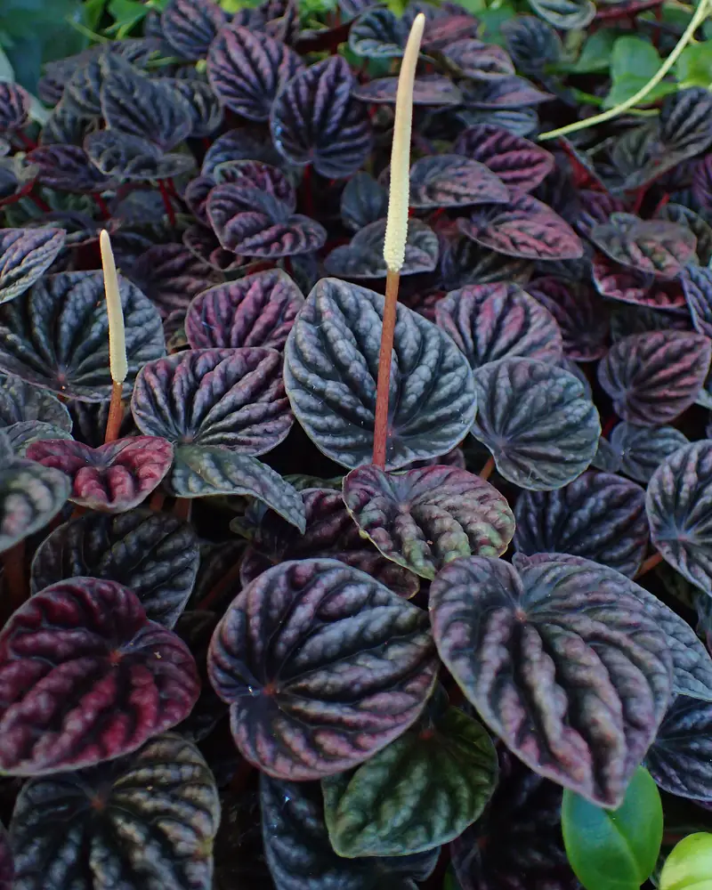 A photograph of a ripple peperomia, a low mound of deeply corrugated heart shaped leaves in dark red and green with two slender cream flower spikes standing above them.