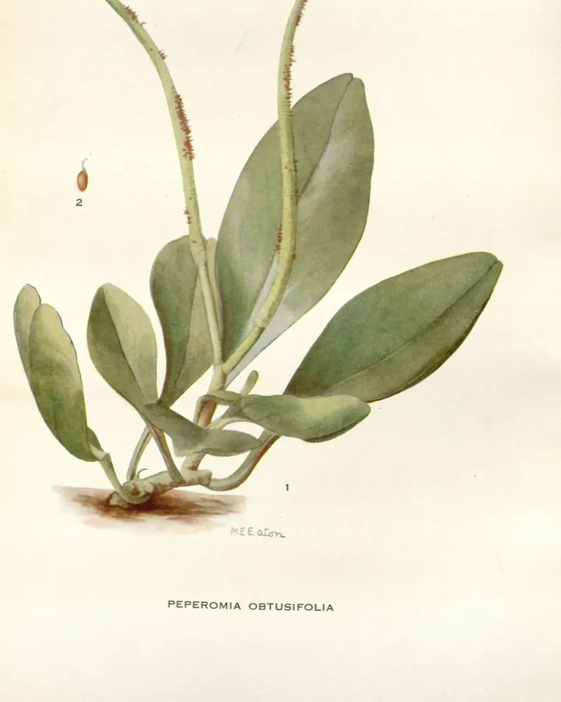 A hand coloured plate of a baby rubber plant in flower, a low spreading stem of thick blunt ended leaves with two slender upright flower spikes rising from the centre.