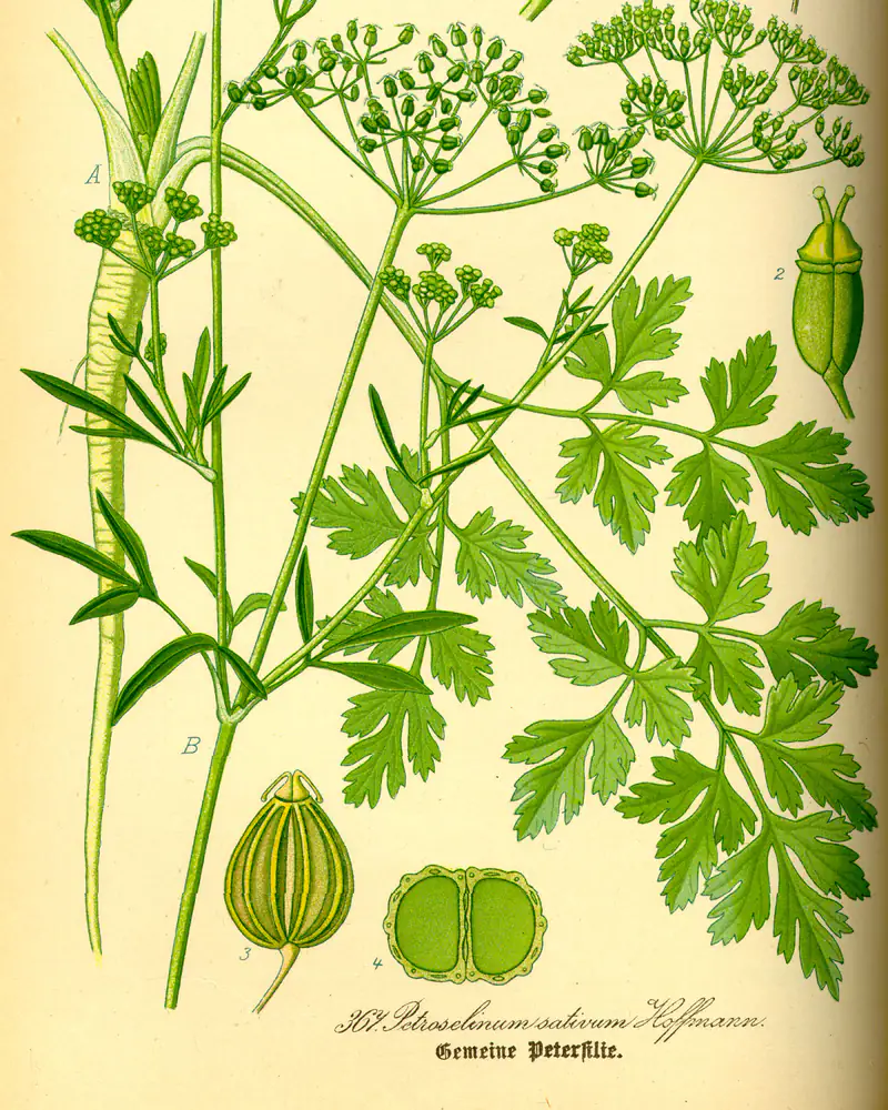 A hand coloured plate of parsley in flower, showing the grooved stem, finely divided triangular leaves and flat umbels of tiny greenish yellow blooms, with the ribbed fruit drawn separately.