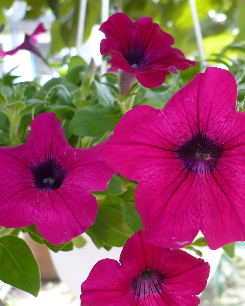 A photograph of garden petunias in flower, several wide magenta trumpets with dark throats opening above soft ovate leaves.