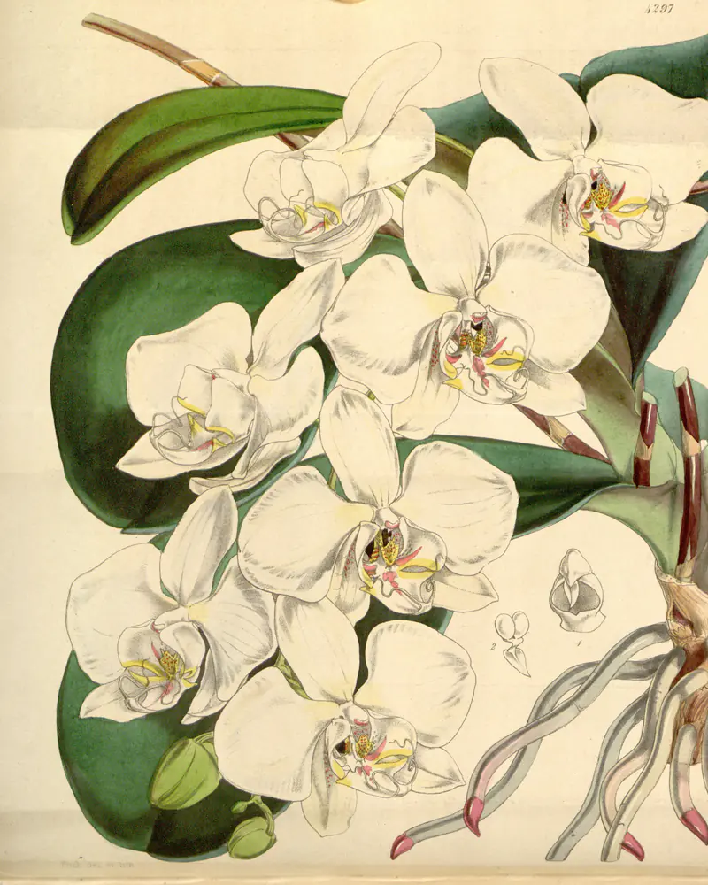 A hand coloured plate of Phalaenopsis amabilis showing the white flowers and the strap shaped leaves.