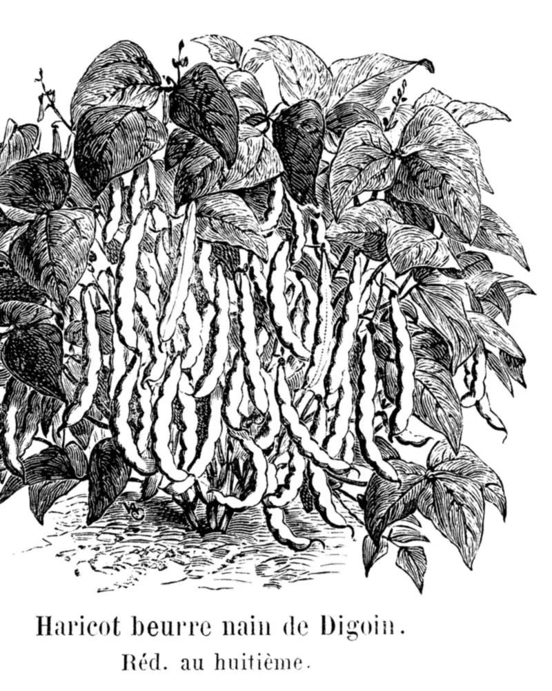 A wood engraving of a dwarf green bean plant, not in flower, a low bush of broad pointed leaflets parted to show a dense hanging cluster of long straight pods.