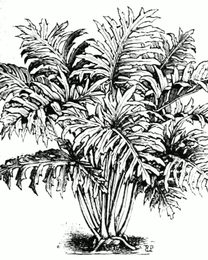 A wood engraving of Philodendron bipinnatifidum showing a spreading clump of deeply cut leaves, each divided into narrow lobes, on stout stalks rising from a short stem.