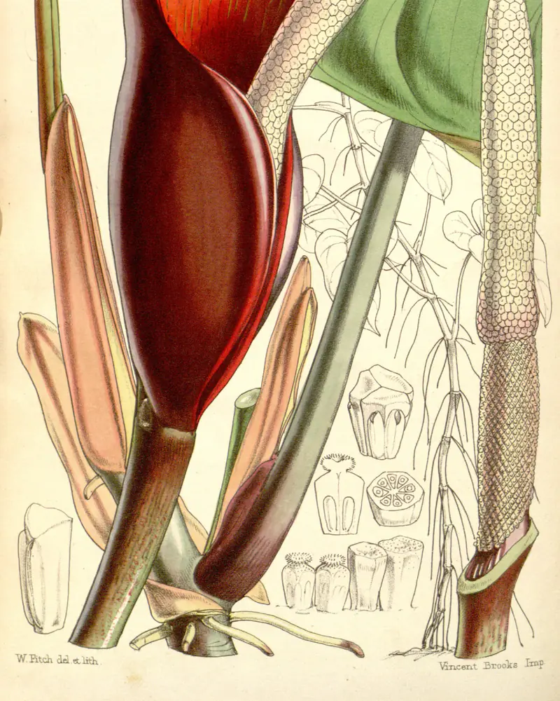 A hand coloured lithograph of a blushing philodendron in flower, a deep red spathe curled open around a pale spadix with a second spadix and one broad green leaf behind.