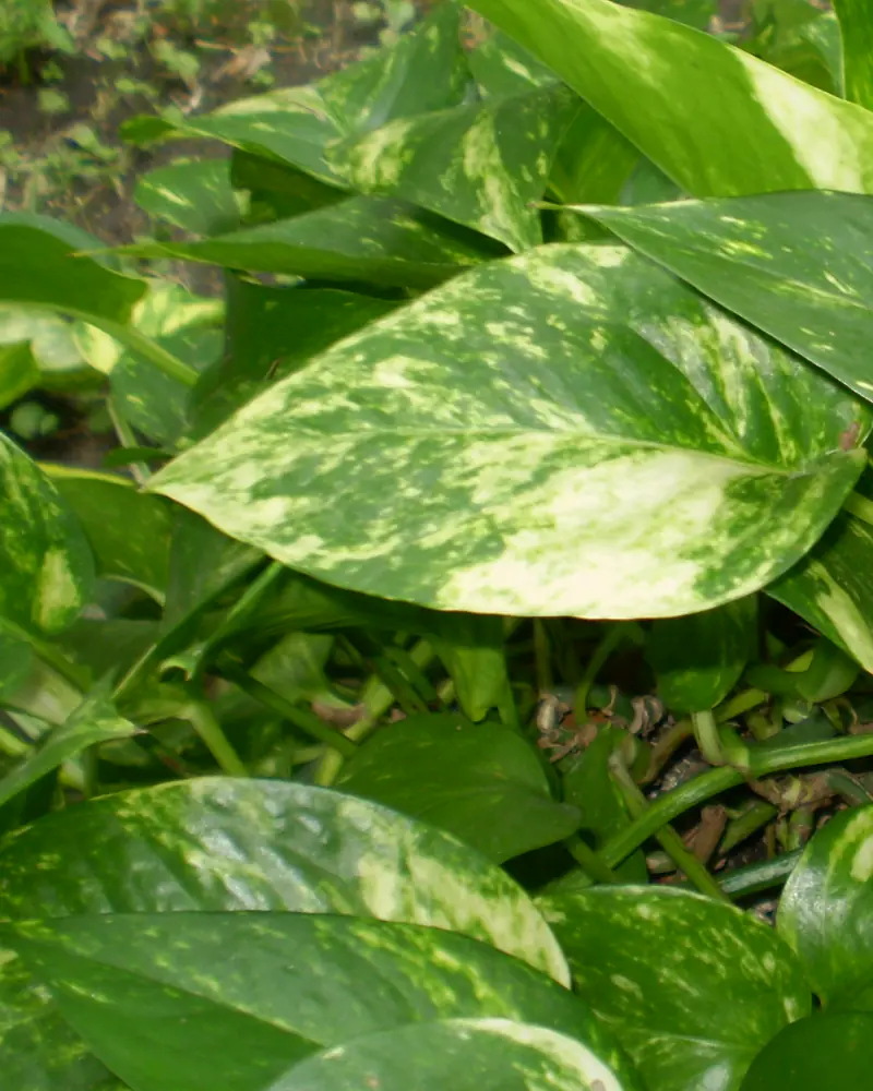 A photograph of Philodendron hederaceum showing the heart shaped leaves on trailing stems.