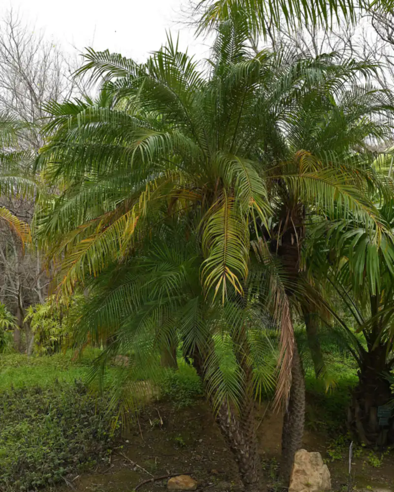 A photograph of a pygmy date palm, its short shaggy trunks topped by a dense crown of finely divided arching fronds.