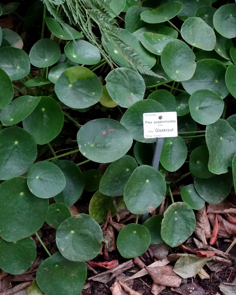 A photograph of Pilea peperomioides showing the round leaves held on long stalks.