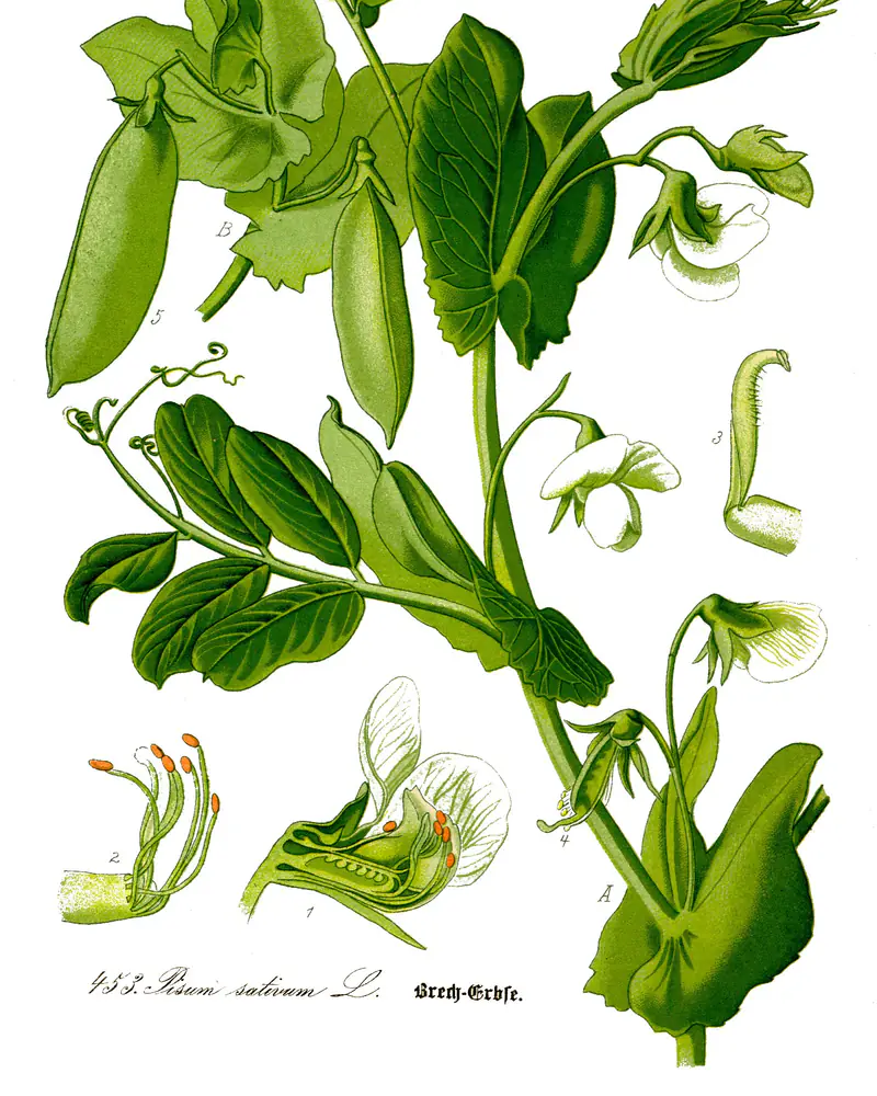 A hand coloured plate of the garden pea, showing a climbing stem with paired oval leaflets, broad stipules and coiling tendrils, in flower with white blooms and carrying swelling green pods, with the flower and the seed dissected alongside.