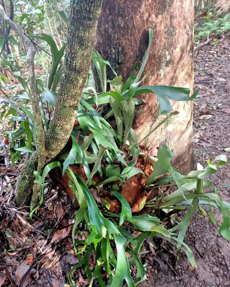 A photograph of a staghorn fern clumped at the foot of a tree trunk, its arching strap-shaped fronds forking into antler-like lobes above a rounded brown shield frond that clasps the bark.