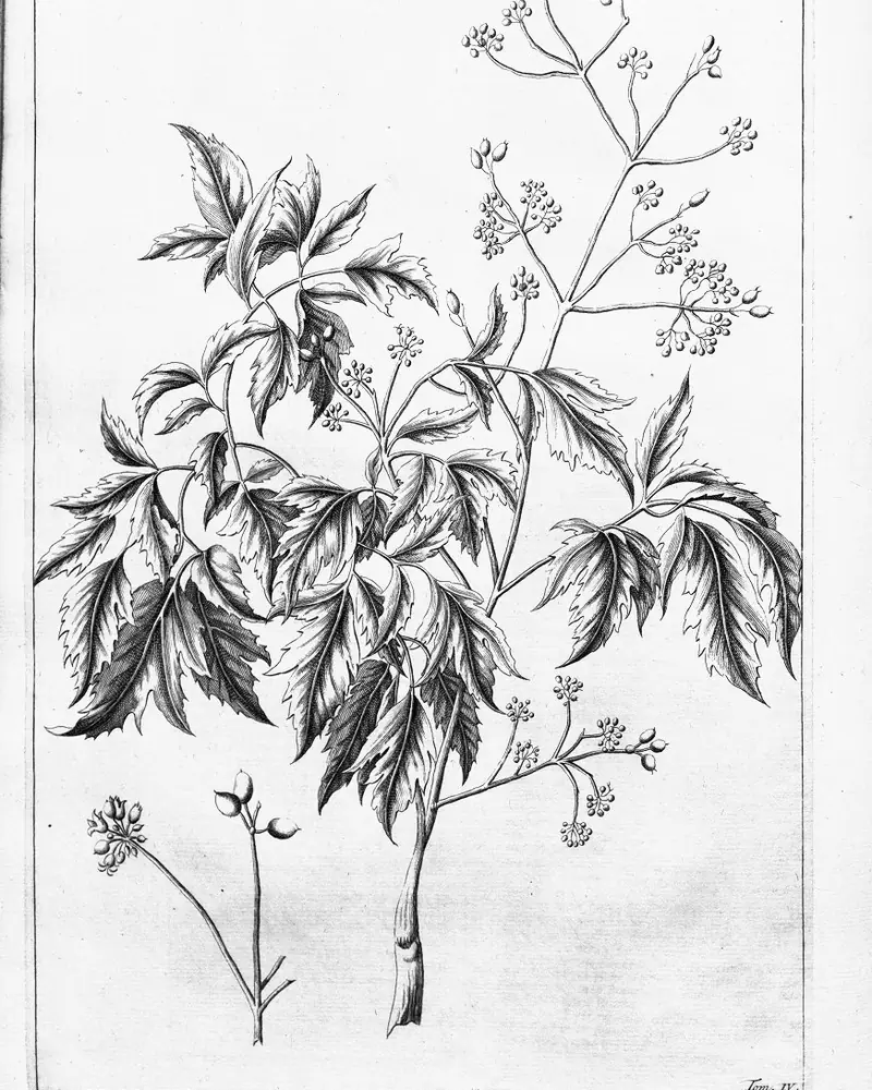 An uncoloured engraving of Ming aralia as a branching woody shrub, its pinnate leaves cut into deeply toothed leaflets, in flower with small blooms carried in loose branched umbels.