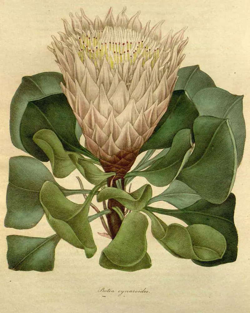 A hand coloured plate of the king protea in flower, a single wide bowl of pointed pink bracts enclosing a dense cream centre, held on a stout red stem above leathery oval leaves.