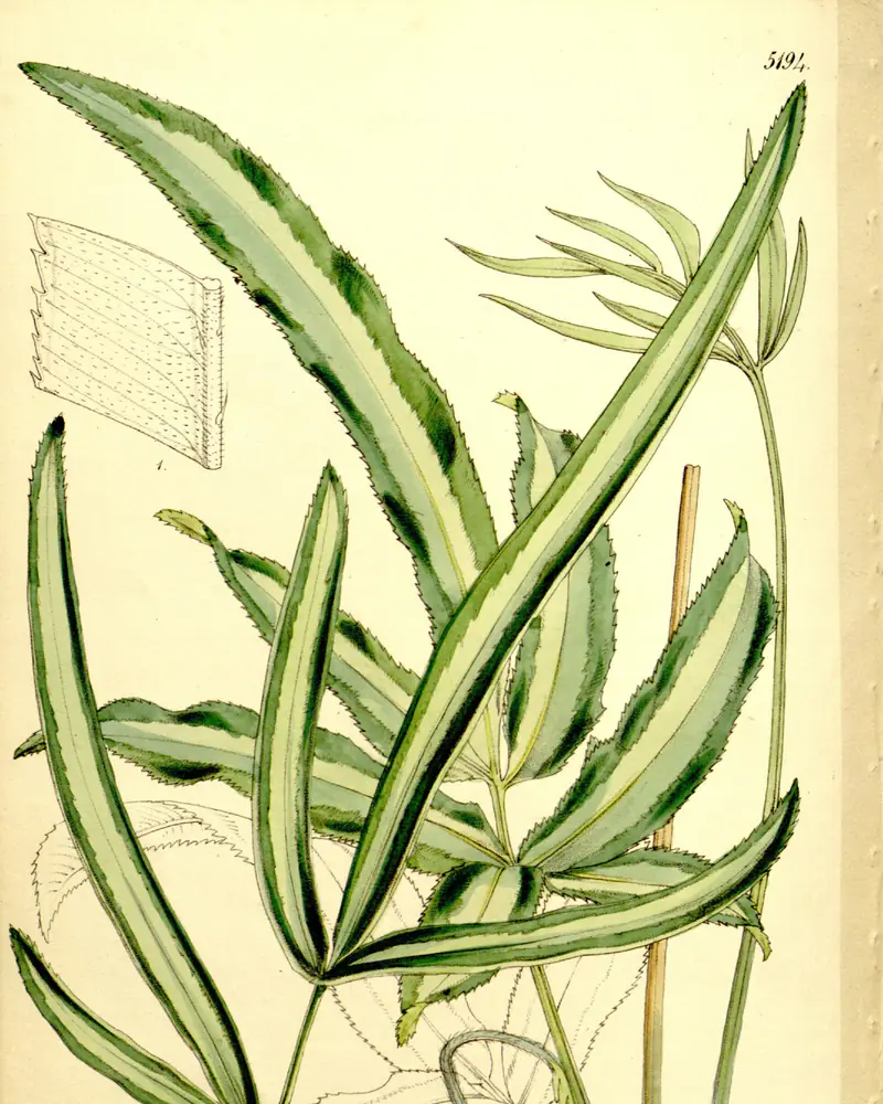 A hand coloured plate of the ribbon fern, its long narrow fronds split into strap-shaped leaflets with a pale band along each midrib and finely toothed tips, rising on slender stalks from a scaly crown.