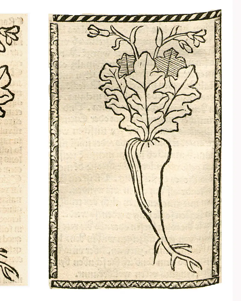 A woodcut of Raphanus sativus within a decorative border, showing the long tapering root below a tuft of lobed leaves and two small flowers.