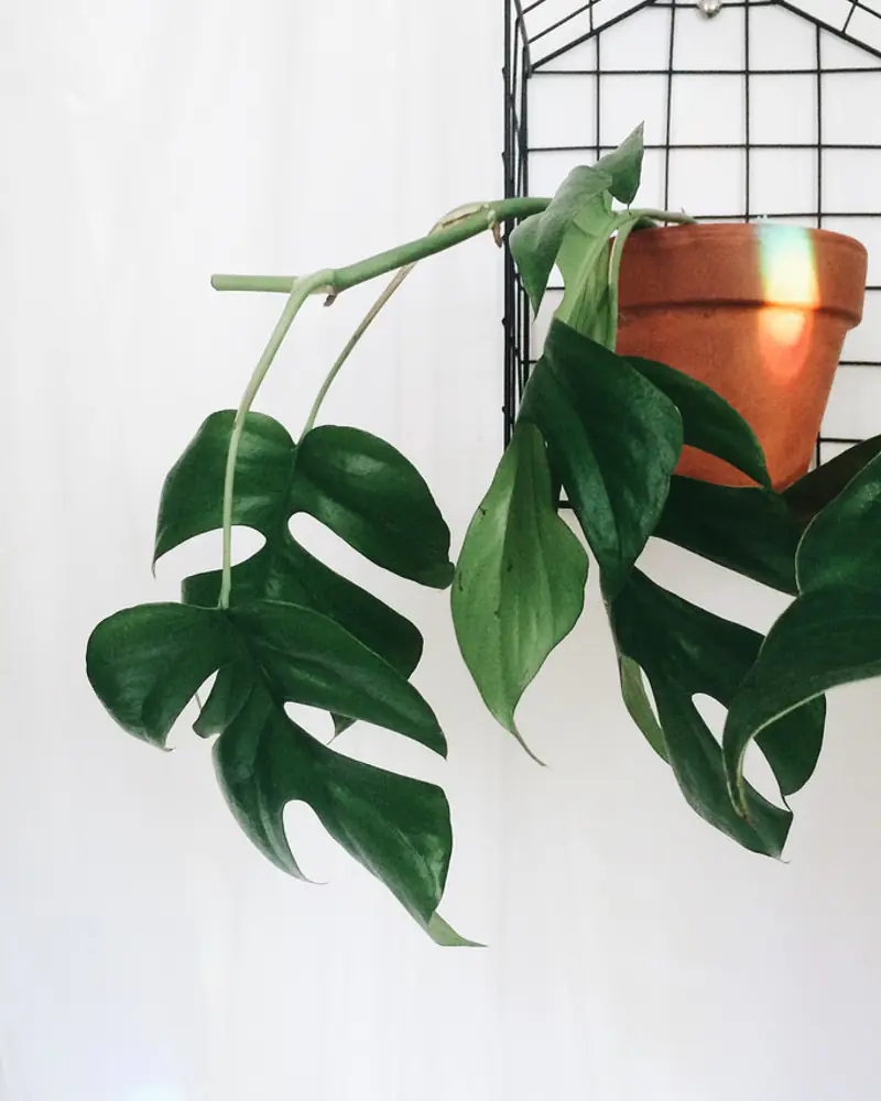 A photograph of a mini monstera trailing from a clay pot, its dark green leaves cut almost to the midrib into narrow lobes.