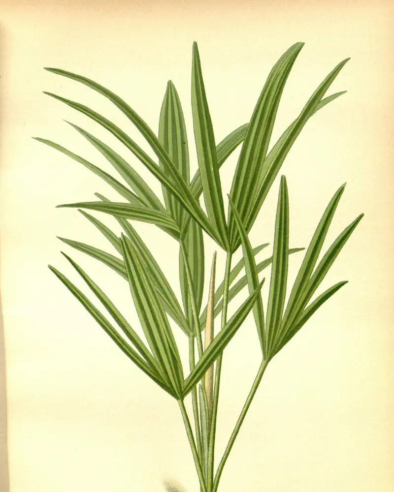 A hand coloured plate of a young lady palm, several slender green canes each carrying a fan of narrow ribbed leaf segments and no flowers.