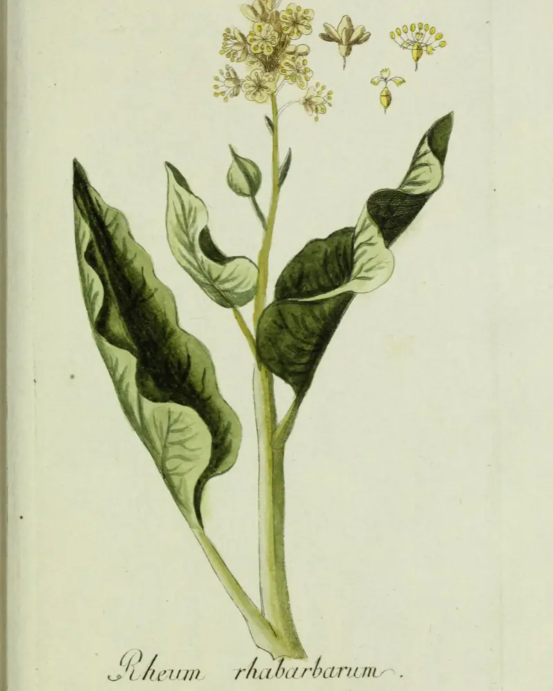 A hand coloured plate of rhubarb, showing thick pale leaf stalks carrying large broad crinkled leaves and a branched head of small cream flowers, with single florets drawn enlarged beside it.